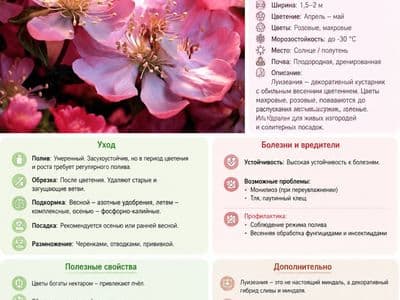 Определитель цветов по фото — узнать название растения онлайн