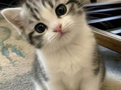 Фото как кот выглядел бы человеком: генерация образа нейросетью