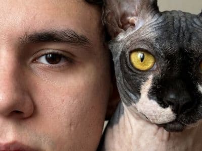 Сгенерировать фото с питомцем с помощью нейросети в любом стиле