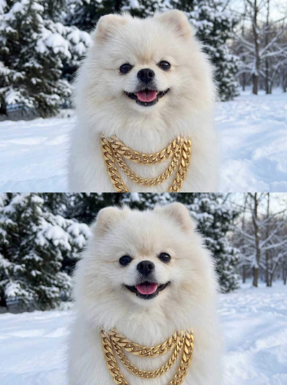 Два фото улыбающегося белого шпица в золотых цепях в зимнем лесу
