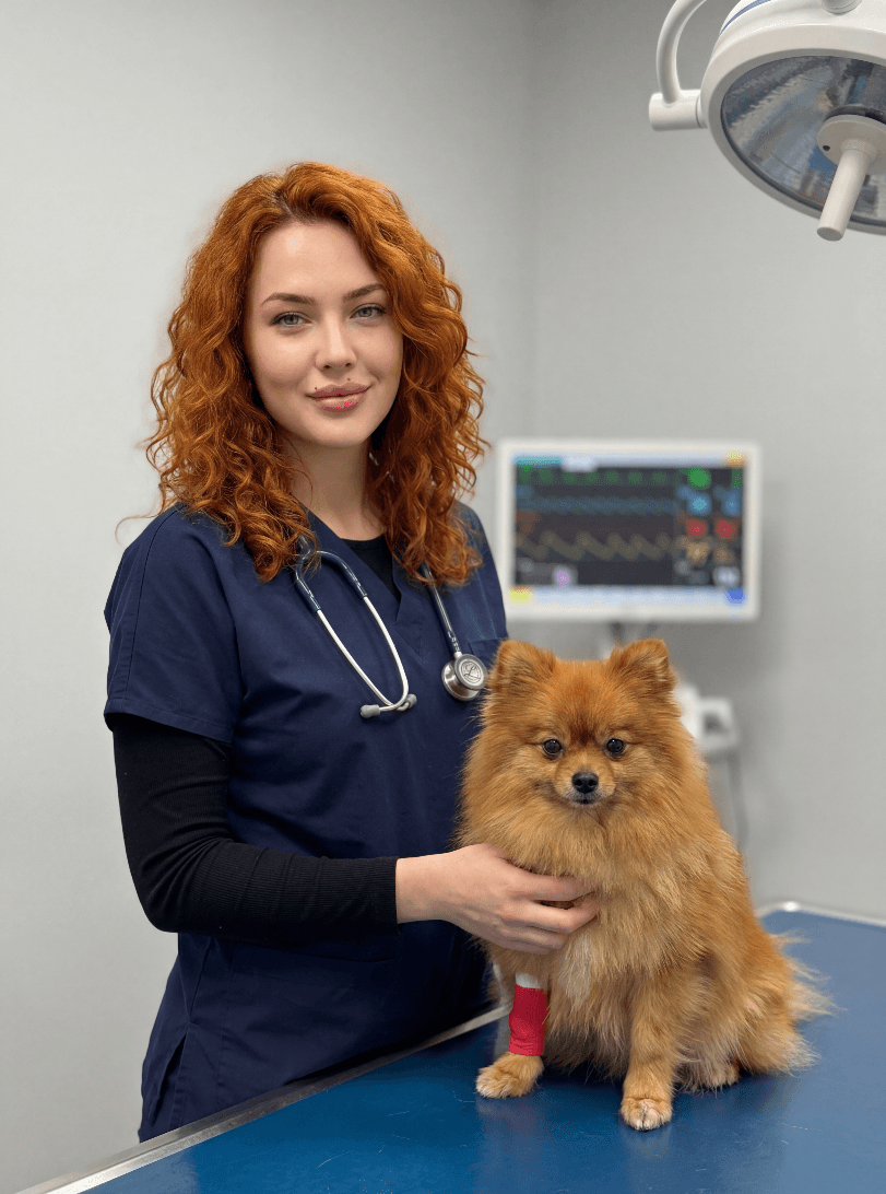 Ветеринар держит померанца с красной повязкой на лапе в клинике